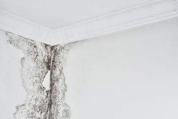 Mold. Aspergillus. Black fungus on a white wall in a corner on the ceiling..