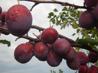 Summer and Autumn Harvest, Gardening