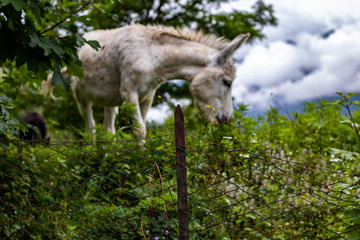 Esel auf Weide mit Wolken und Grün