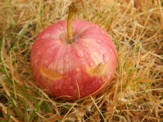 Summer and Autumn Harvest, Gardening