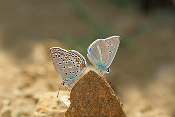 Taş üzerinde Gümüş mavi ve Agro kelebeği ( Polyommatus loewii ) © mylasa