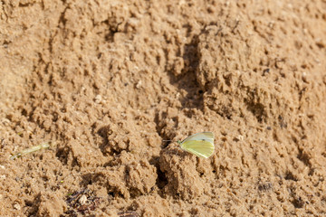 yellow butterflie on wet sand