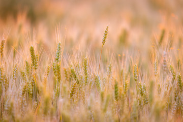 Wheat field. Ears of green wheat. Beautiful Nature Sunset Landscape. Rural Scenery under golden shining Sunlight. Background of ripening ears of meadow wheat field. Rich harvest Concept