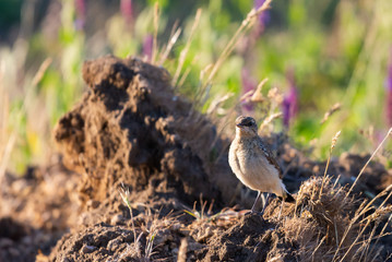 Northern Wheatear or Oenanthe oenanthe
