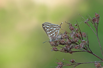 Kuru bitki üzerinde Şeytancık kelebeği ( Cigaritis acamas ) © mylasa
