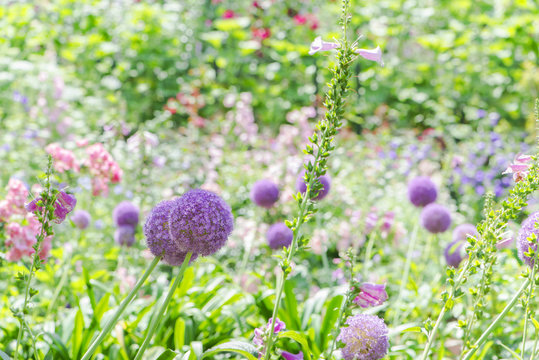 30 Best アリウム ギガンチューム Images Stock Photos Vectors Adobe Stock