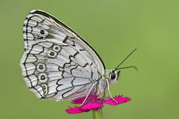 Çiçek üzerinde Anadolu melikesi kelebeği ( Melanargia larissa )