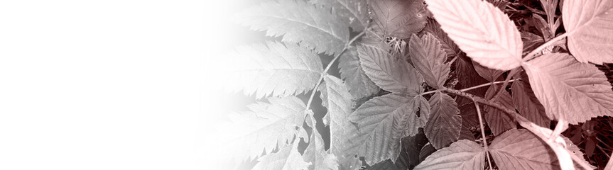 foliage © neurostructure