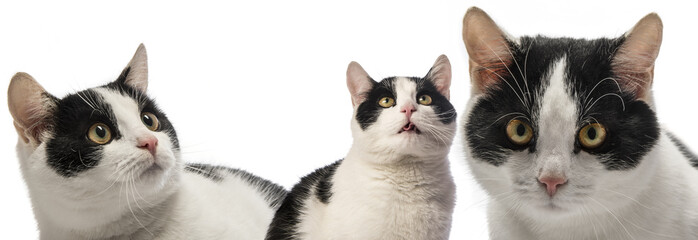 black and white cat close up on white background