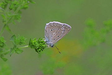 Bitki üzerinde Çokgözlü Dafnis kelebeği ( Polyommatus daphnis ) © mylasa