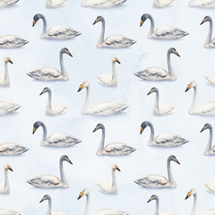 Obraz premium Watercolor illustration of white mute swan. Seamless pattern