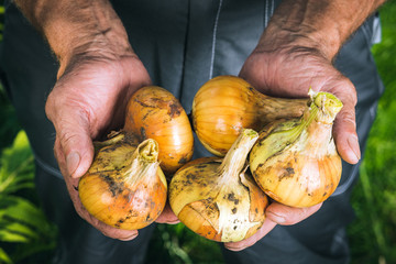 Organic vegetables. Fresh organic onions in the hands of farmers