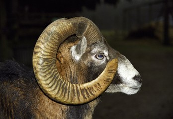 Close up of mouflon