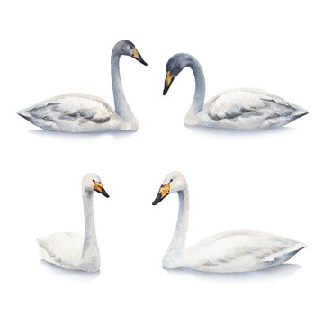 Watercolor illustrations of white mute swan
