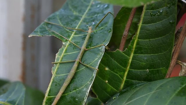 Exotic tropical insects in the terrarium of Thailand. Insects of Asia