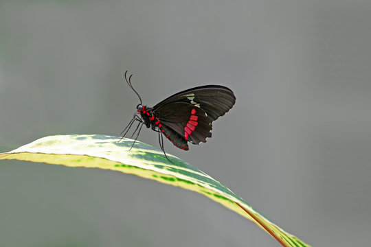 Konya Tropikal kelebek bah&ccedil;esinde yaprak &uuml;zerinde bir kelebek ( Parides iphidamas )
