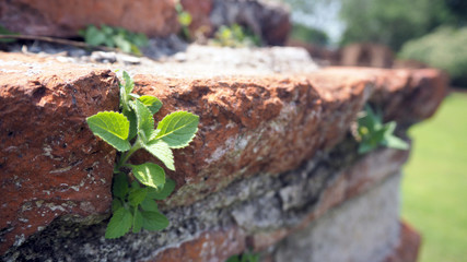 Trees growing in the brick. Ancient old red brick wall with small green tree sprout in wall. Concept of hope and rebirth or new life.