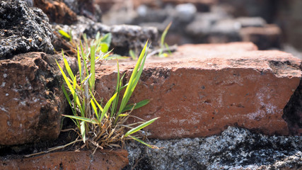 Trees growing in the brick. Ancient old red brick wall with small green tree sprout in wall. Concept of hope and rebirth or new life.