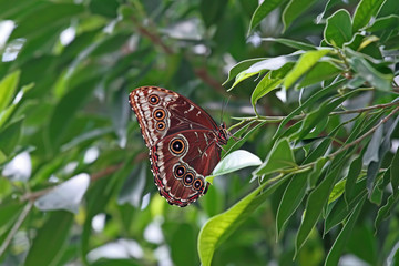 Konya Tropikal kelebek bahçesinde bitki üzerinde dinlenen kelebek ( Morpho peleides ) © mylasa