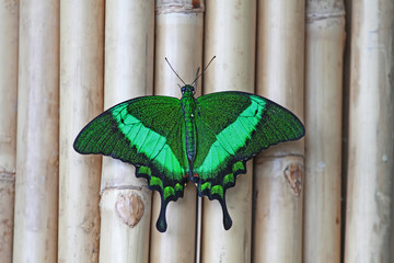 Konya Tropikal kelebek bahçesinde kanatlarını açmı yeşil renkli kelebek ( Papilio palinurus ) © mylasa
