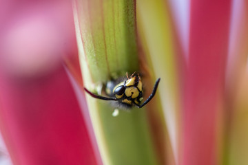 Wasp escaping carnivorous pitcher plant