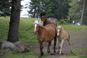 Fototapeta premium Haflinger Gruppe mit Fohlen, Südtirol, Italien