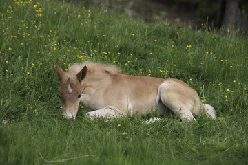 Naklejka na ściany i meble Haflinger Fohlen liegt im Gras, Südtirol, Italien