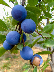 The fruits of blackthorn (Prunus spinosa)
