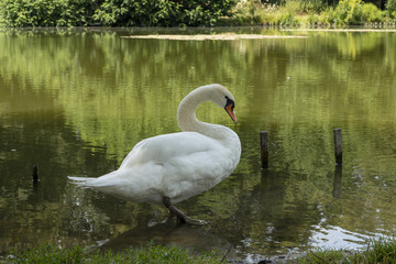 Swan at the edge of a lake