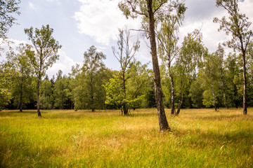 Naturschutzgebiet Weidewald Waldweide Hutewald