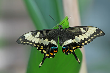 Konya Tropikal kelebek bahçesinde bitki üzerinde dinlenen kelebek ( Paphilio ophidicephalus )