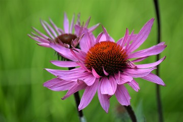 Jeż&oacute;wka - echinacea