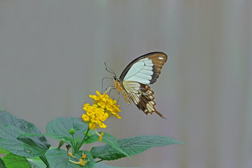 Konya Tropikal kelebek bahçesinde çiçekten beslen kelebek ( Papilio dardanus ) © mylasa