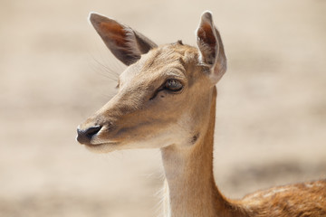 Common female deer or cervus elaphus in a wild sand area 