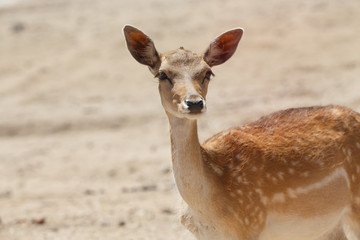 Common female deer or cervus elaphus in a wild sand area 