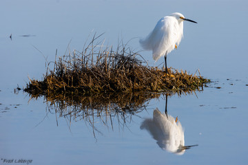 A snowy egret perches on a spit of land in a flooded marsh along the Connecticut coast