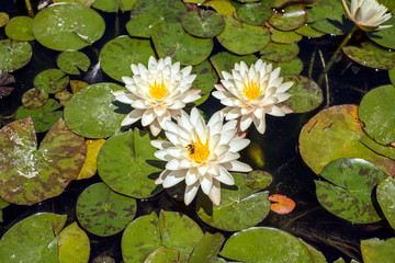 White waterlily in a pond with a bee