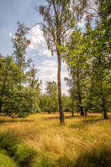 Naturschutzgebiet Weidewald Waldweide Hutewald