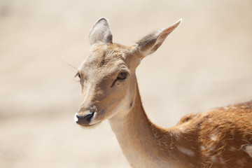 Common female deer or cervus elaphus in a wild sand area 