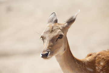 Common female deer or cervus elaphus in a wild sand area 