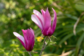 Purple Magnolia flowers in the garden