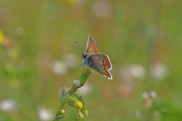 Bitki üzerinde dinlenen Çok gözlü esmer kelebeği ( Polyommatus agestis )