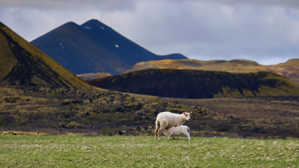 sheep is feeding lamb