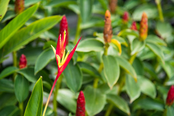 Texture of a green leaf as background.Thailand.