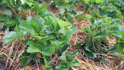 Obraz premium Strawberry tree in the garden. Strawberry is not cooked yet.
