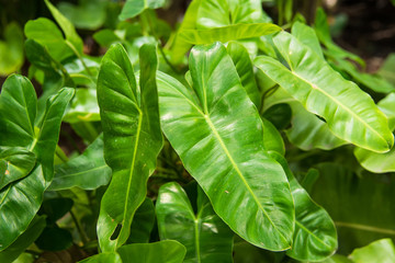 Fototapeta na wymiar Texture of a green leaf as background.Thailand.
