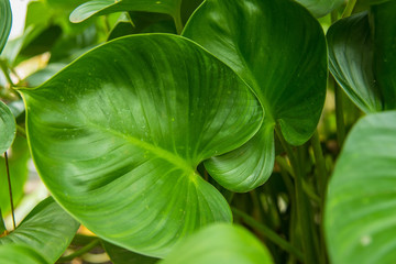 Texture of a green leaf as background.Thailand.