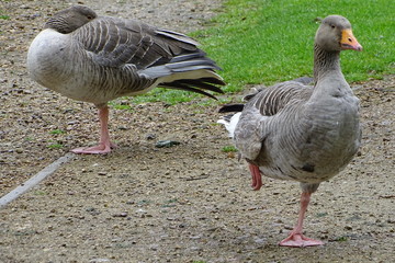 Grey geese © Christopher Keeley