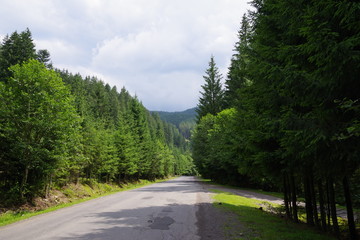 Fototapeta na wymiar road in the mountains among green trees