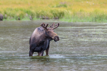 Shiras Moose of The Colorado Rocky Mountains